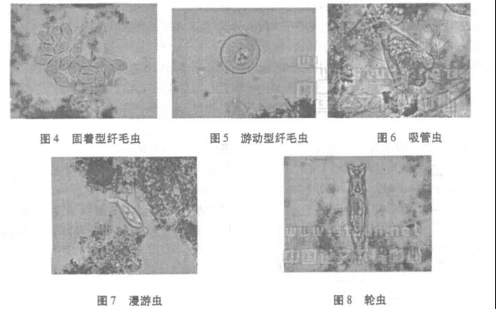 活性污泥中毒的原因及控制調節- 活性污泥中毒的原因及控制調節-