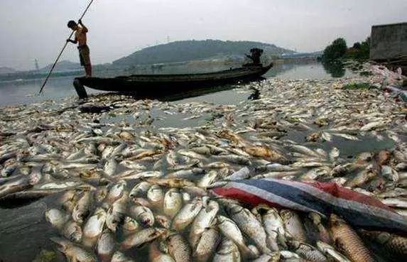 氨氮超標有哪些危害？怎么處理氨氮超標？-